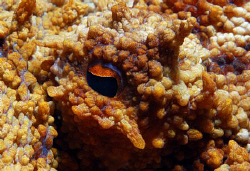 Octopus eye, 60mm by Andy Kutsch 